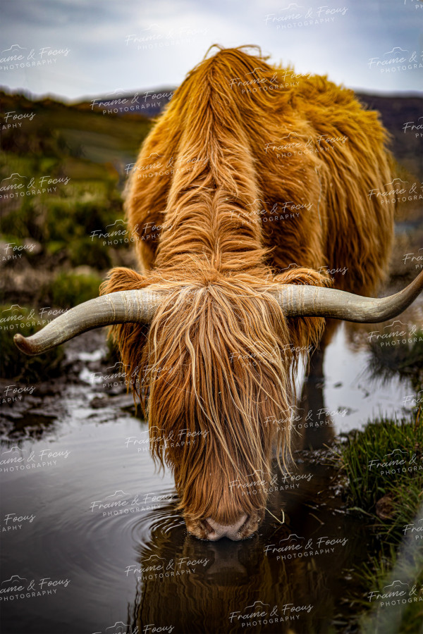 To buy a print or any of the below please click on the images